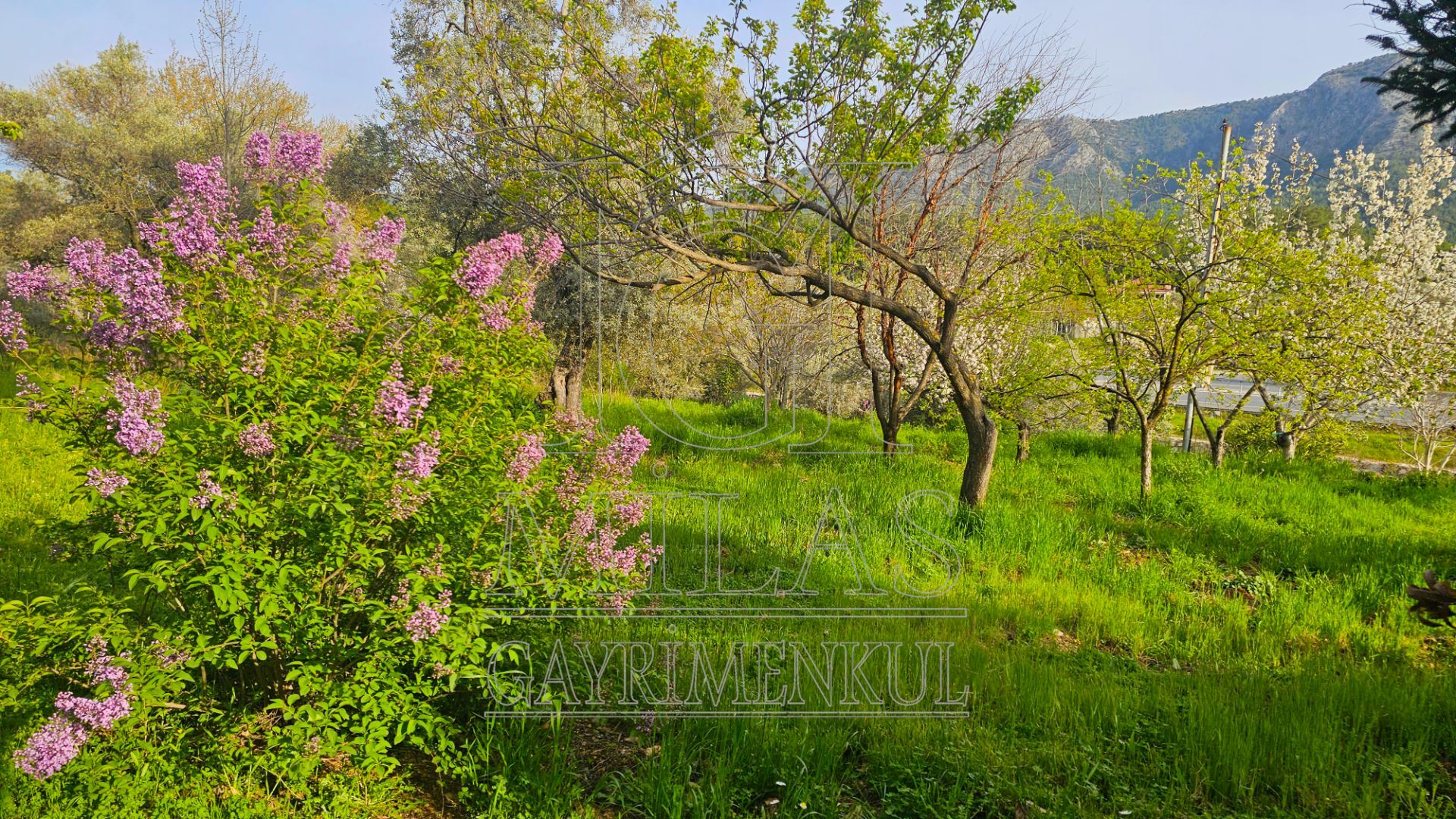 Muğla Bodrum Ana Yola Cepheli Satılık Konut İmarlı ArsaMuğla, Milas, Korucuk - 25