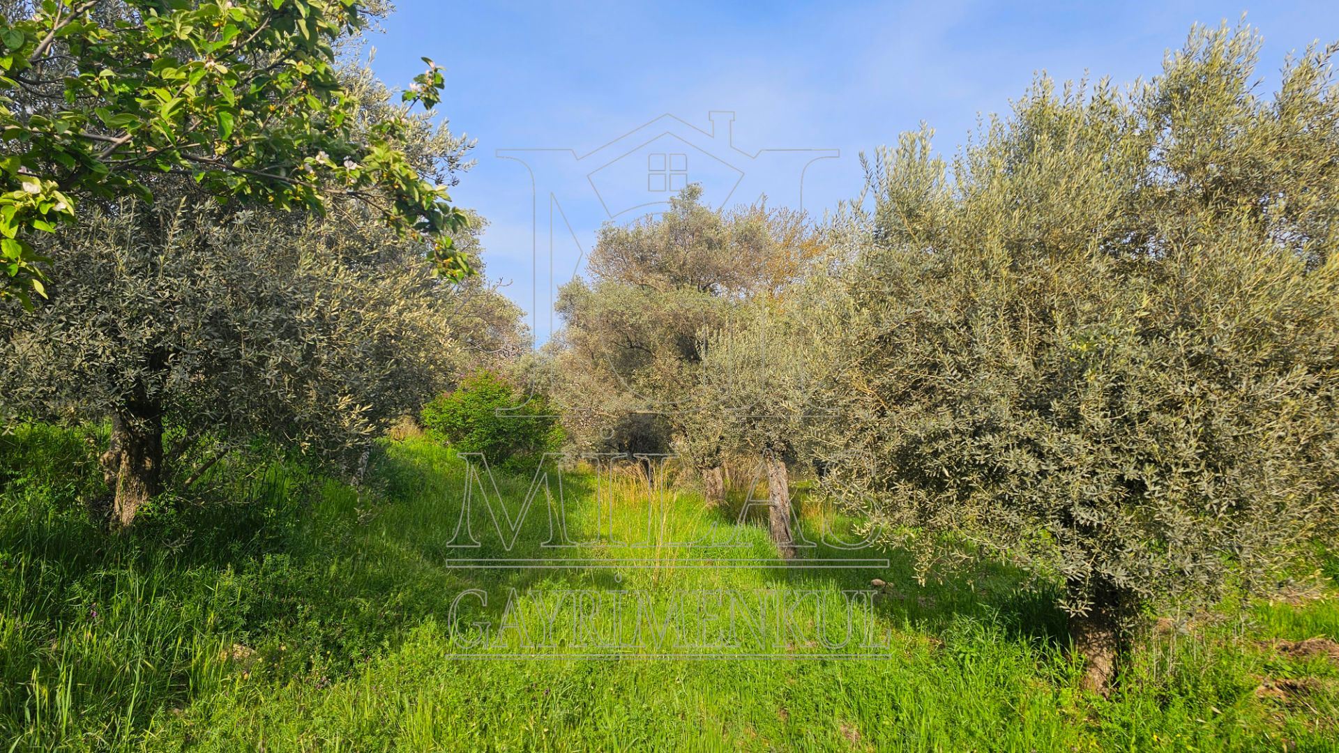 Muğla Bodrum Ana Yola Cepheli Satılık Konut İmarlı ArsaMuğla, Milas, Korucuk - 24