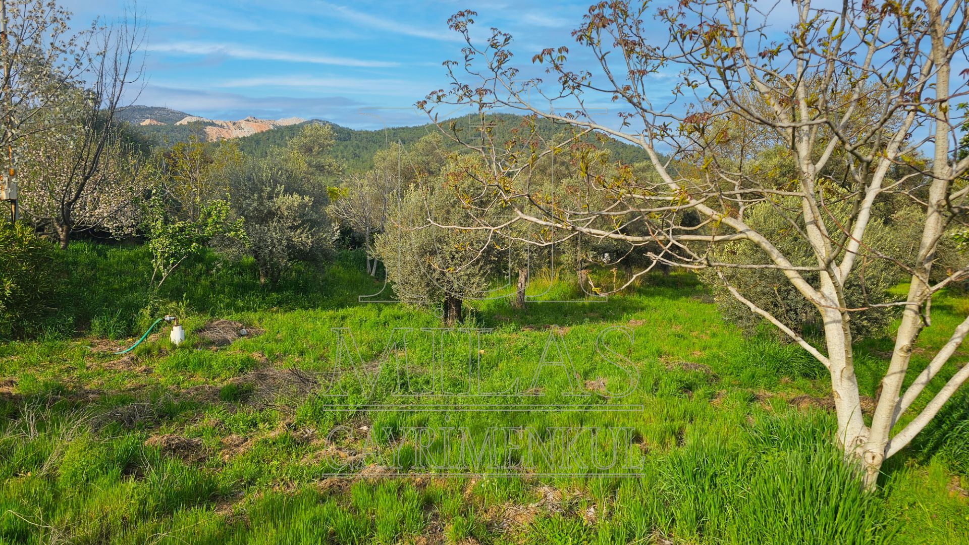 Muğla Bodrum Ana Yola Cepheli Satılık Konut İmarlı ArsaMuğla, Milas, Korucuk - 21