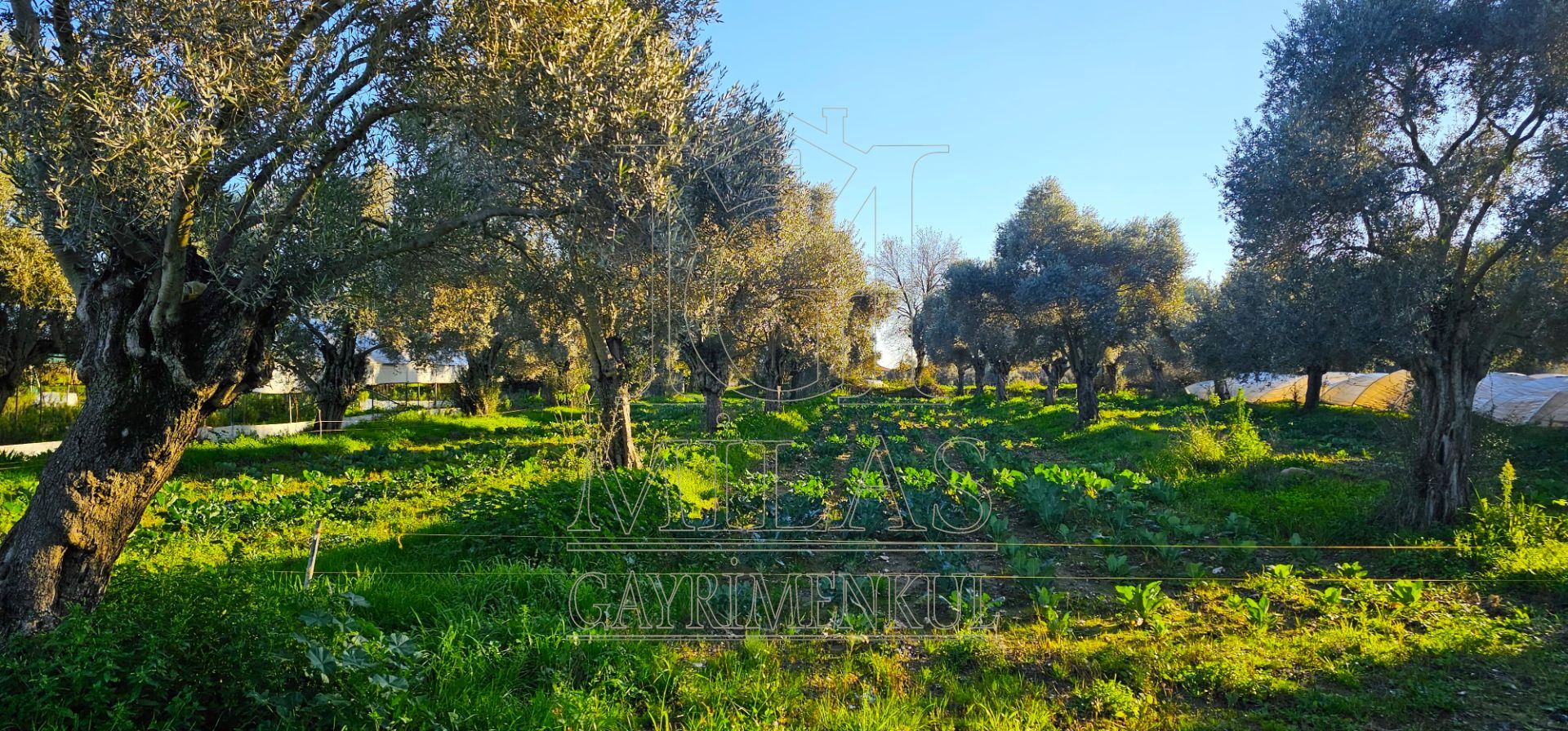 Milas Bahçeburun'da 10 Villalık Satılık ArsaMuğla, Milas, Bahçeburun - 32