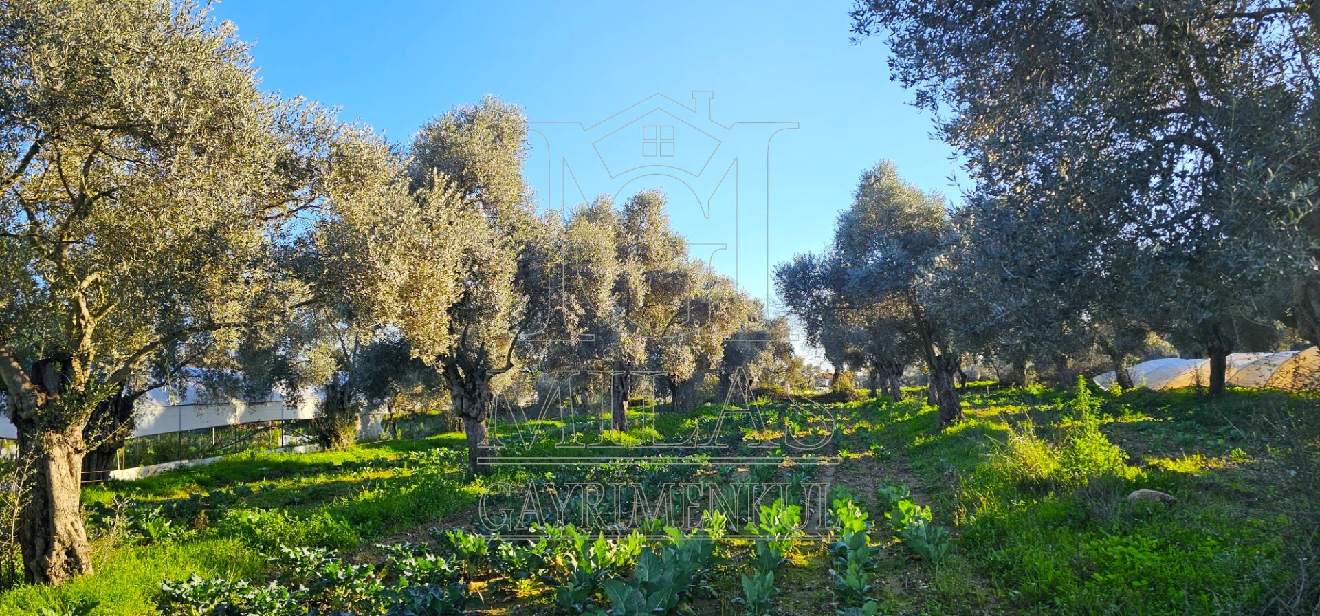 Milas Bahçeburun'da 10 Villalık Satılık ArsaMuğla, Milas, Bahçeburun - 21