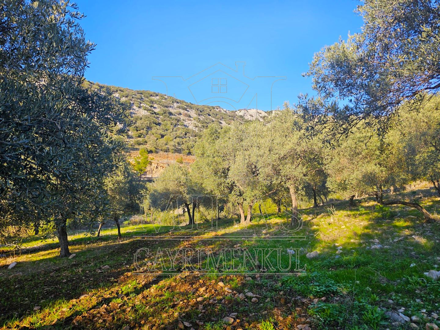 Milas Baharlı Mahallesinde İmar Alanı İçinde 5511 m² ZeytinlikMuğla, Milas, Baharlı - 16