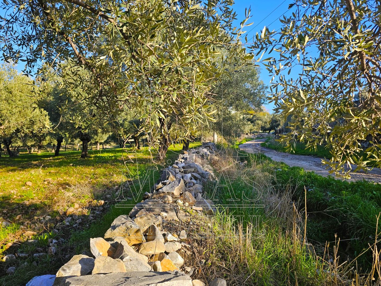 Milas Baharlı Mahallesinde İmar Alanı İçinde 5511 m² ZeytinlikMuğla, Milas, Baharlı - 9