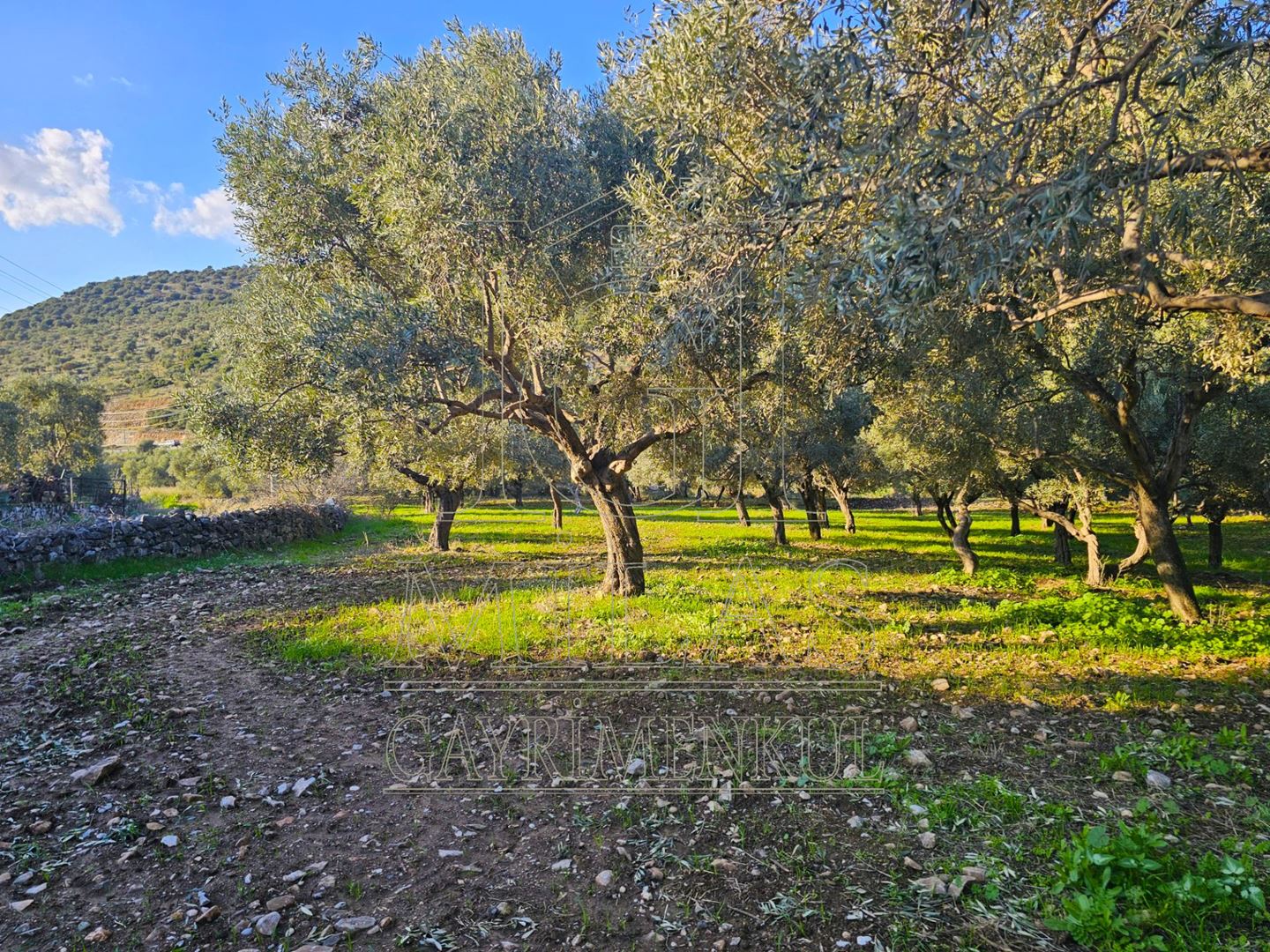 Milas Baharlı Mahallesinde İmar Alanı İçinde 5511 m² ZeytinlikMuğla, Milas, Baharlı - 18
