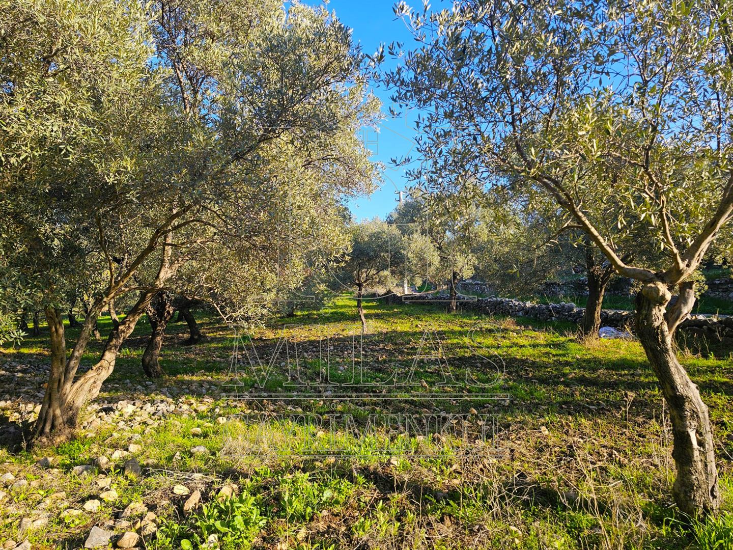 Milas Baharlı Mahallesinde İmar Alanı İçinde 5511 m² ZeytinlikMuğla, Milas, Baharlı - 11