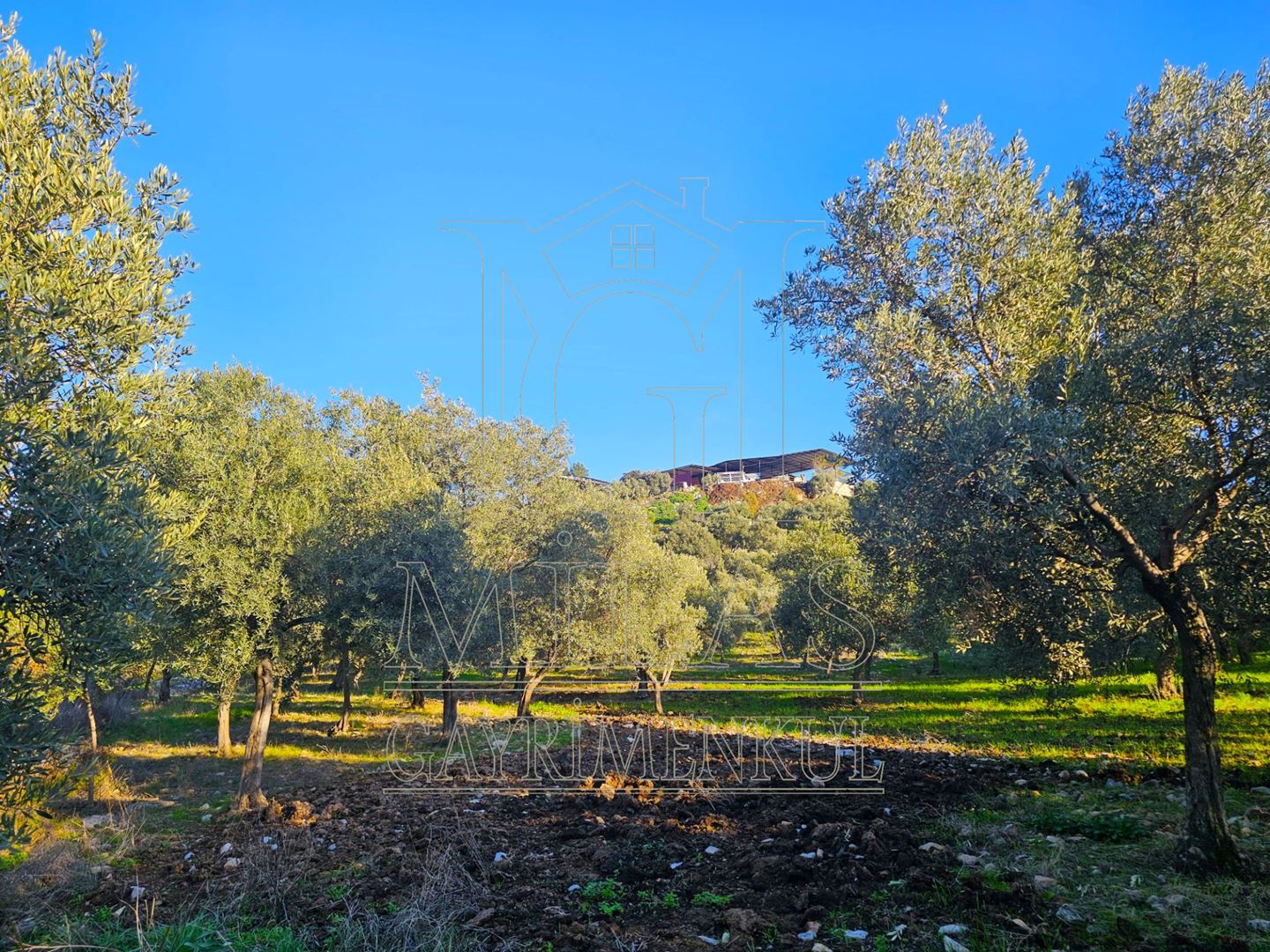 Milas Baharlı Mahallesinde İmar Alanı İçinde 5511 m² ZeytinlikMuğla, Milas, Baharlı - 12