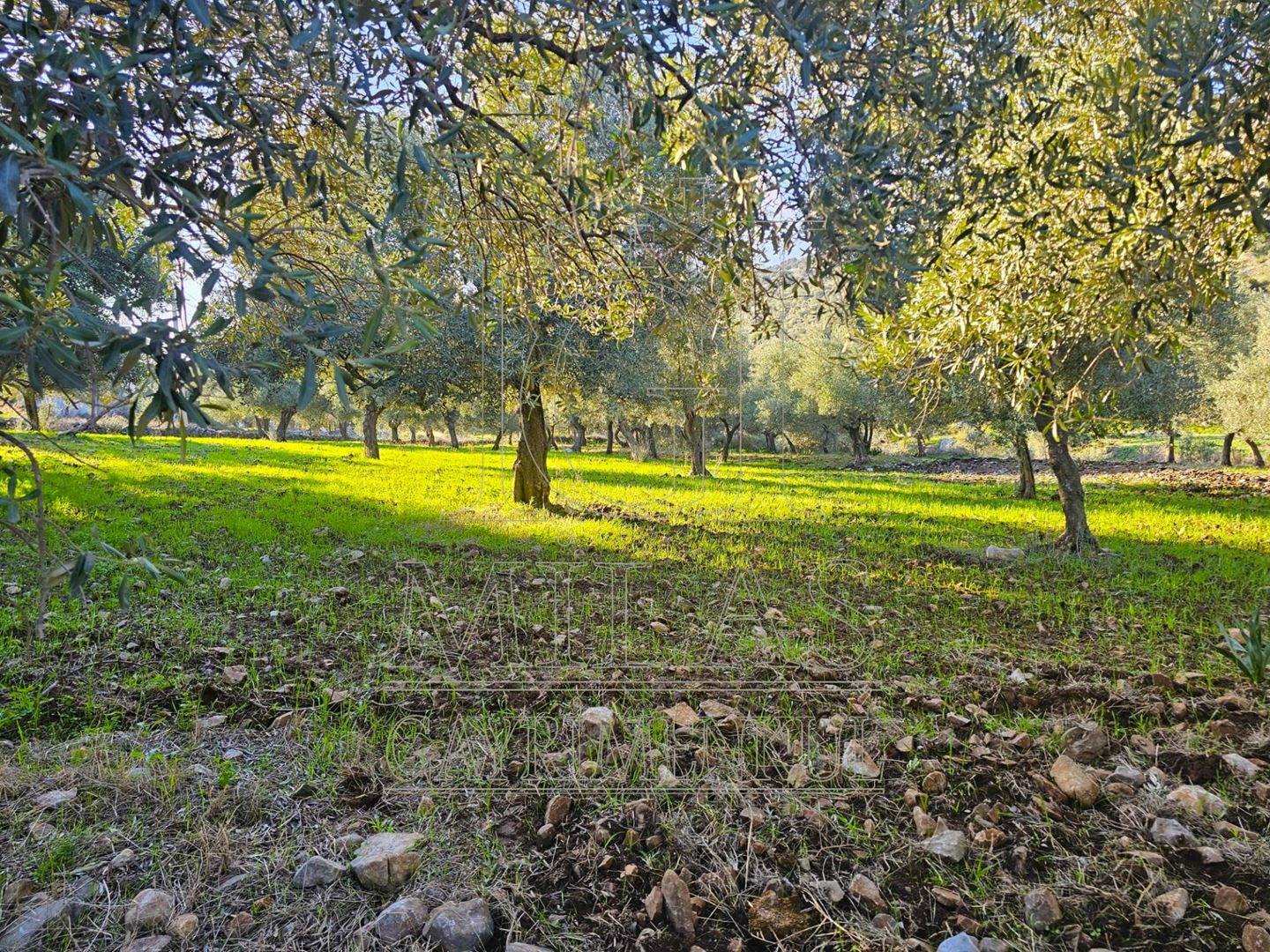 Milas Baharlı Mahallesinde İmar Alanı İçinde 5511 m² ZeytinlikMuğla, Milas, Baharlı - 15