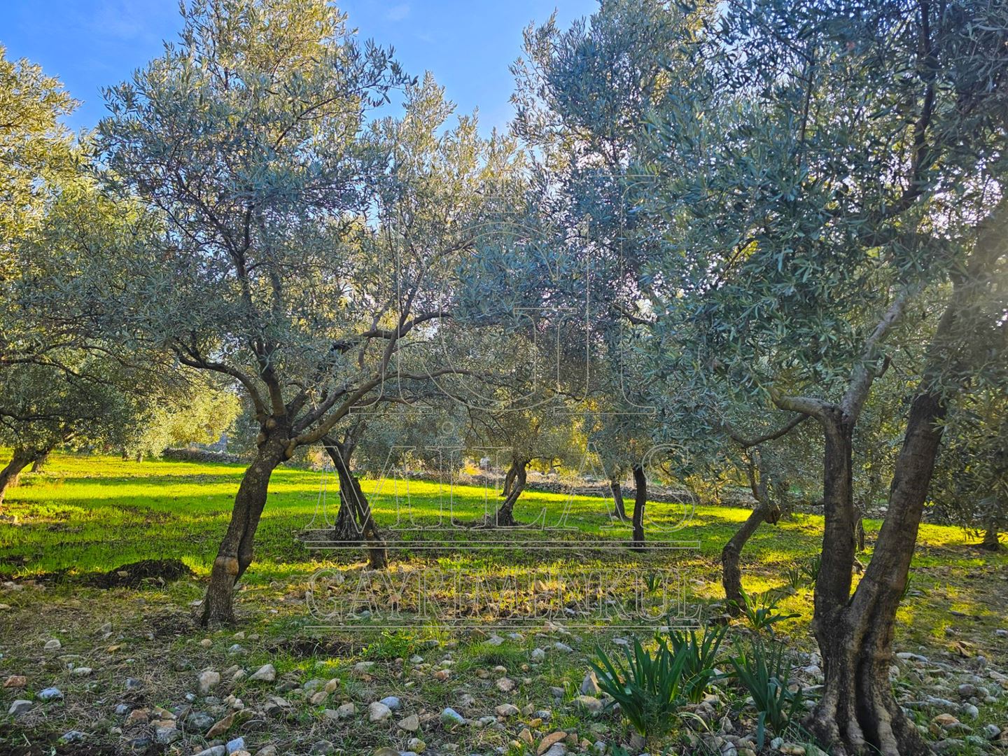 Milas Baharlı Mahallesinde İmar Alanı İçinde 5511 m² ZeytinlikMuğla, Milas, Baharlı - 13