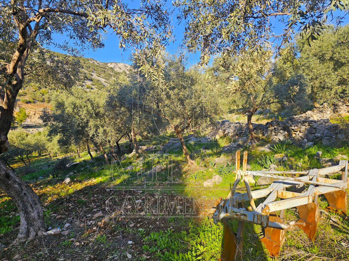 Milas Baharlı Mahallesinde İmar Alanı İçinde 5511 m² ZeytinlikMuğla, Milas, Baharlı - 19