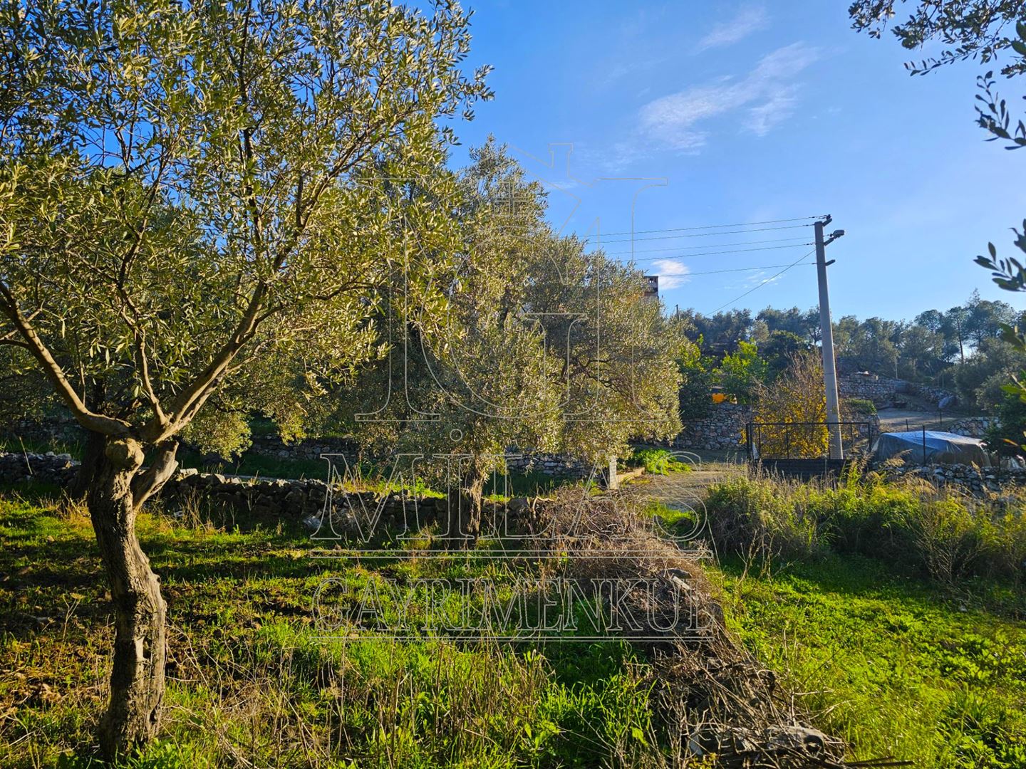 Milas Baharlı Mahallesinde İmar Alanı İçinde 5511 m² ZeytinlikMuğla, Milas, Baharlı - 10