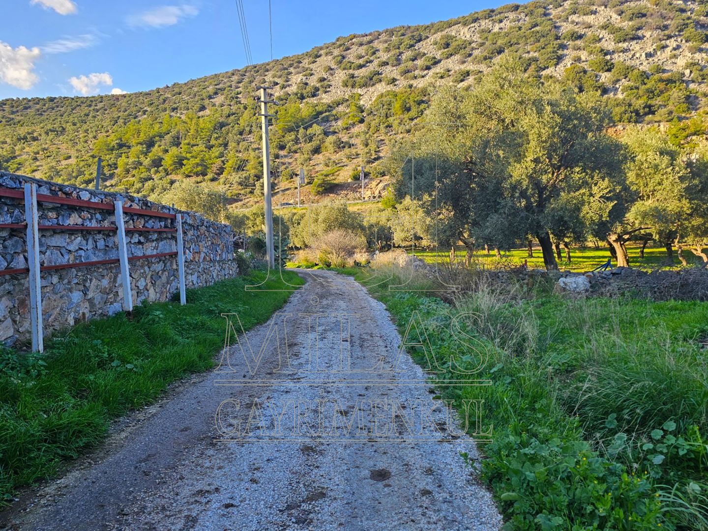 Milas Baharlı Mahallesinde İmar Alanı İçinde 5511 m² ZeytinlikMuğla, Milas, Baharlı - 20