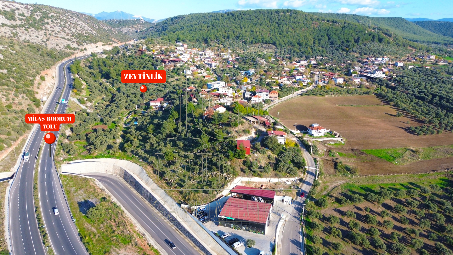 Milas Baharlı Mahallesinde İmar Alanı İçinde 5511 m² ZeytinlikMuğla, Milas, Baharlı - 3