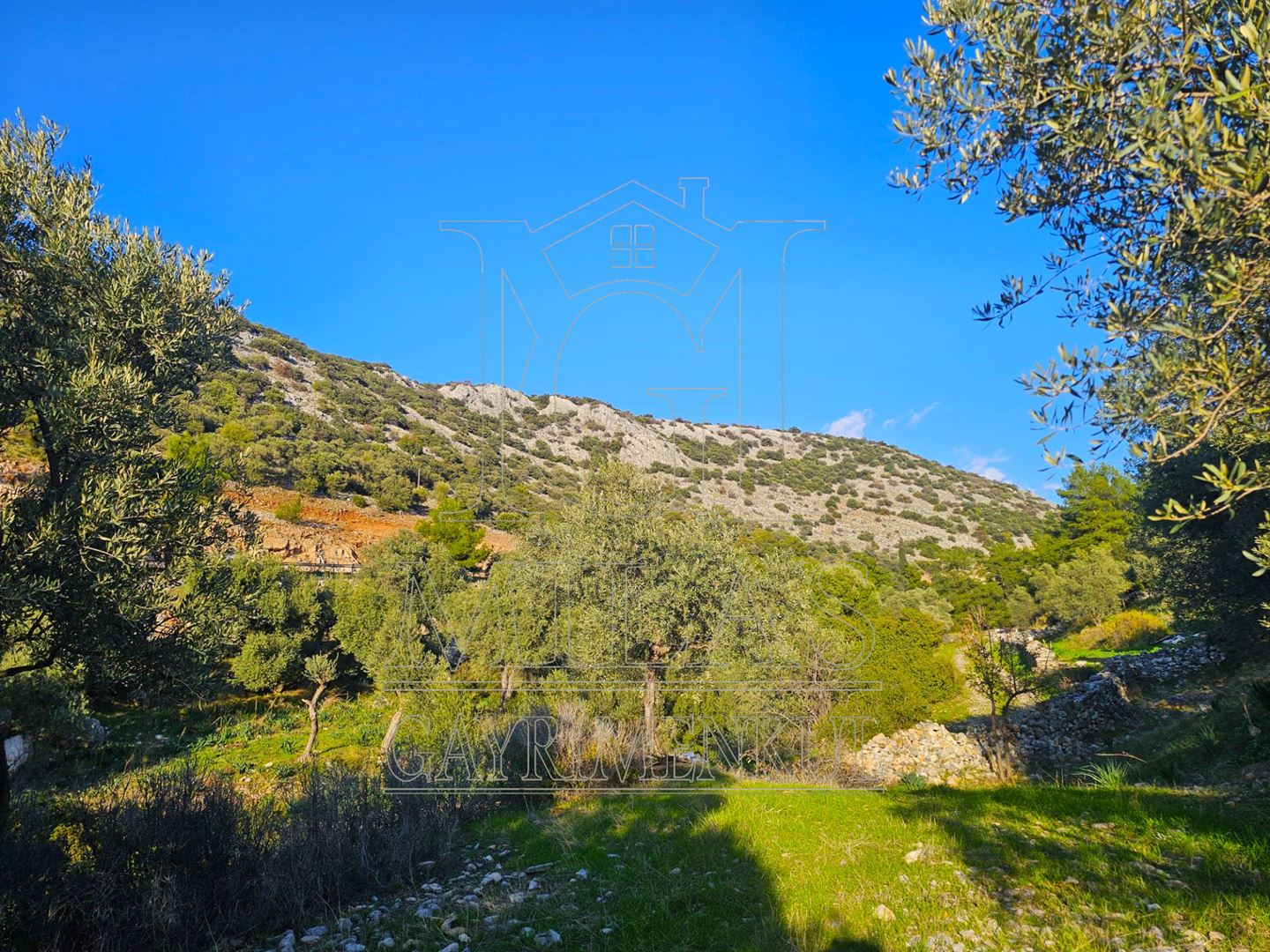 Milas Baharlı Mahallesinde İmar Alanı İçinde 5511 m² ZeytinlikMuğla, Milas, Baharlı - 14