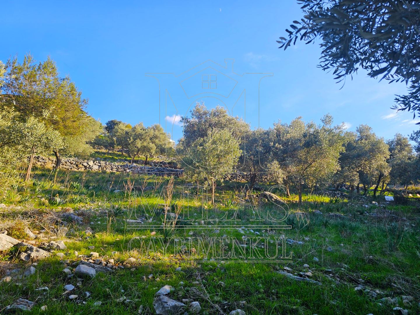 Milas Baharlı Mahallesinde İmar Alanı İçinde 5511 m² ZeytinlikMuğla, Milas, Baharlı - 17