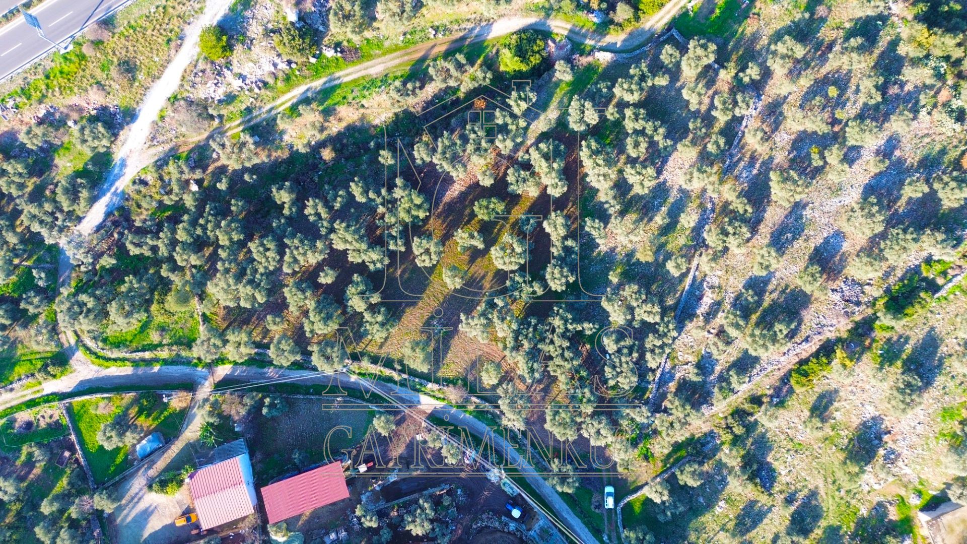 Milas Baharlı Mahallesinde İmar Alanı İçinde 5511 m² ZeytinlikMuğla, Milas, Baharlı - 7