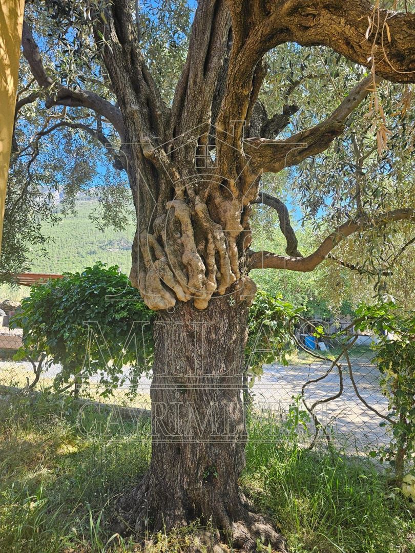 BÜYÜK FIRSAT Milas Korucukta Müstakil Villa Ve 6 Villalık ArsasıMuğla, Milas, Korucuk - 31