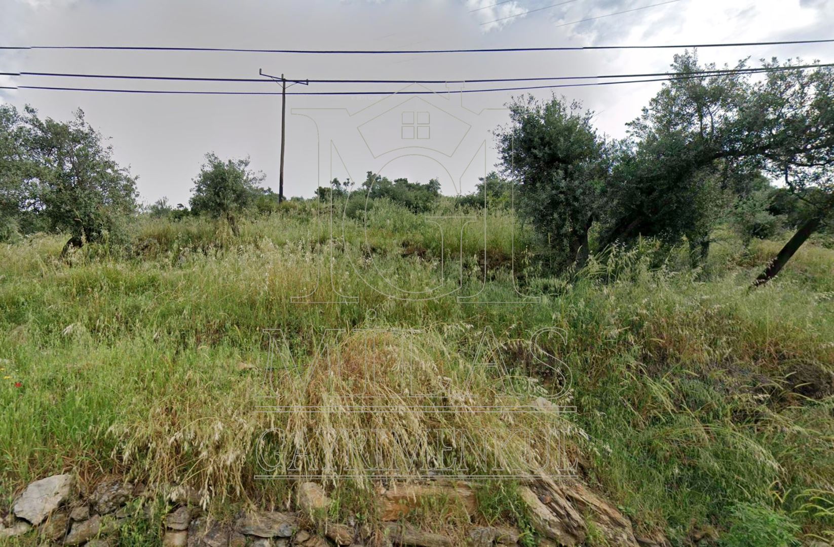 Milas Günlük Mahallesinde 1526 M² Satılık Köy İçi ZeytinlikMuğla, Milas, Günlük - 5