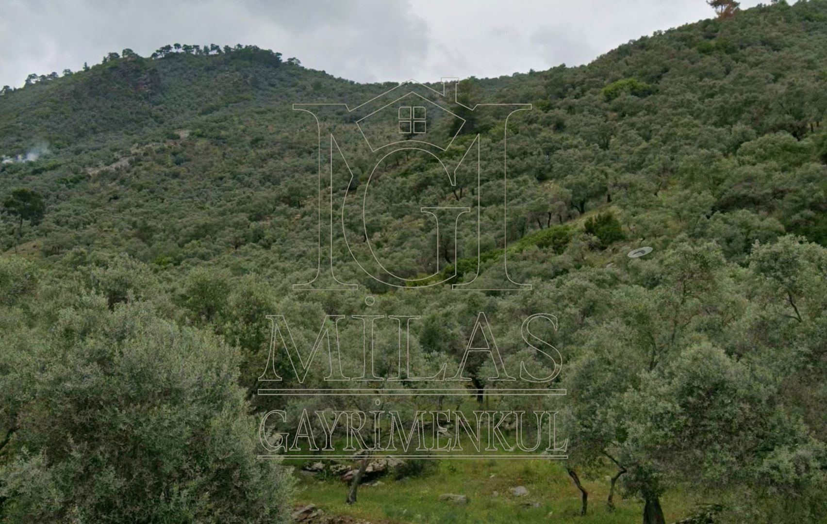 Milas Günlük Mahallesinde Baraj Manzaralı 4366 m² ZeytinlikMuğla, Milas, Günlük - 3