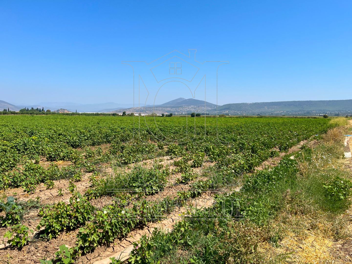 Milas Ağaçlıhöyük'te Satılık 45 Dönüm Verimli Çiftlik ArazisiMuğla, Milas, Ağaçlıhüyük - 17
