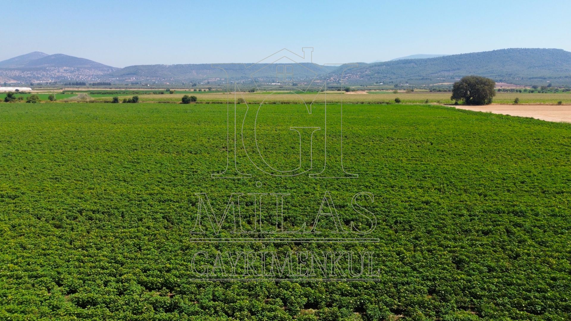 Milas Ağaçlıhöyük'te Satılık 45 Dönüm Verimli Çiftlik ArazisiMuğla, Milas, Ağaçlıhüyük - 11