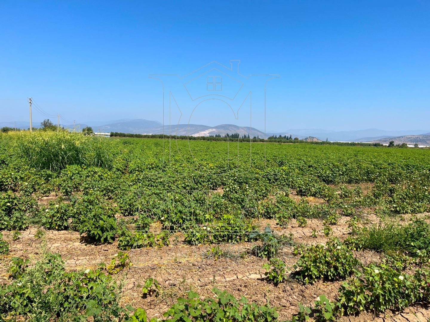 Milas Ağaçlıhöyük'te Satılık 45 Dönüm Verimli Çiftlik ArazisiMuğla, Milas, Ağaçlıhüyük - 16