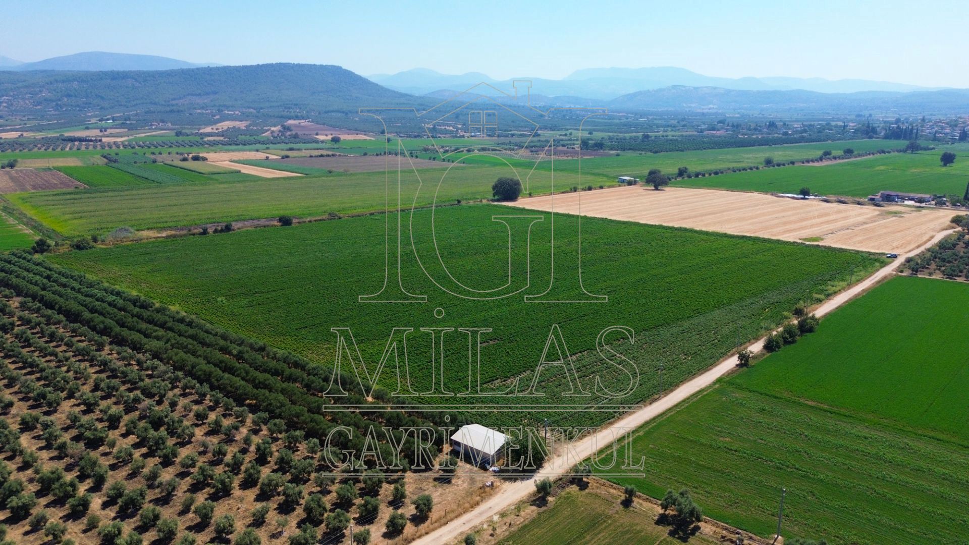 Milas Ağaçlıhöyük'te Satılık 45 Dönüm Verimli Çiftlik ArazisiMuğla, Milas, Ağaçlıhüyük - 2