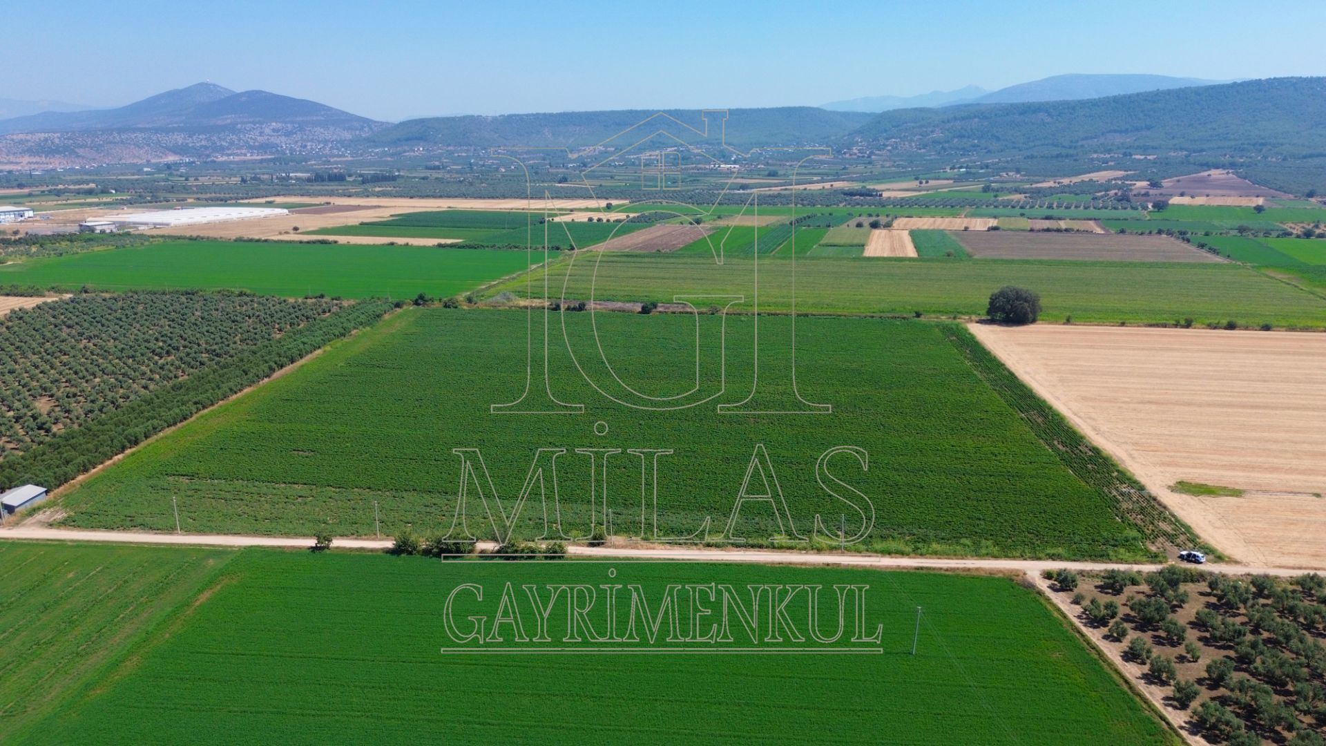 Milas Ağaçlıhöyük'te Satılık 45 Dönüm Verimli Çiftlik ArazisiMuğla, Milas, Ağaçlıhüyük - 6