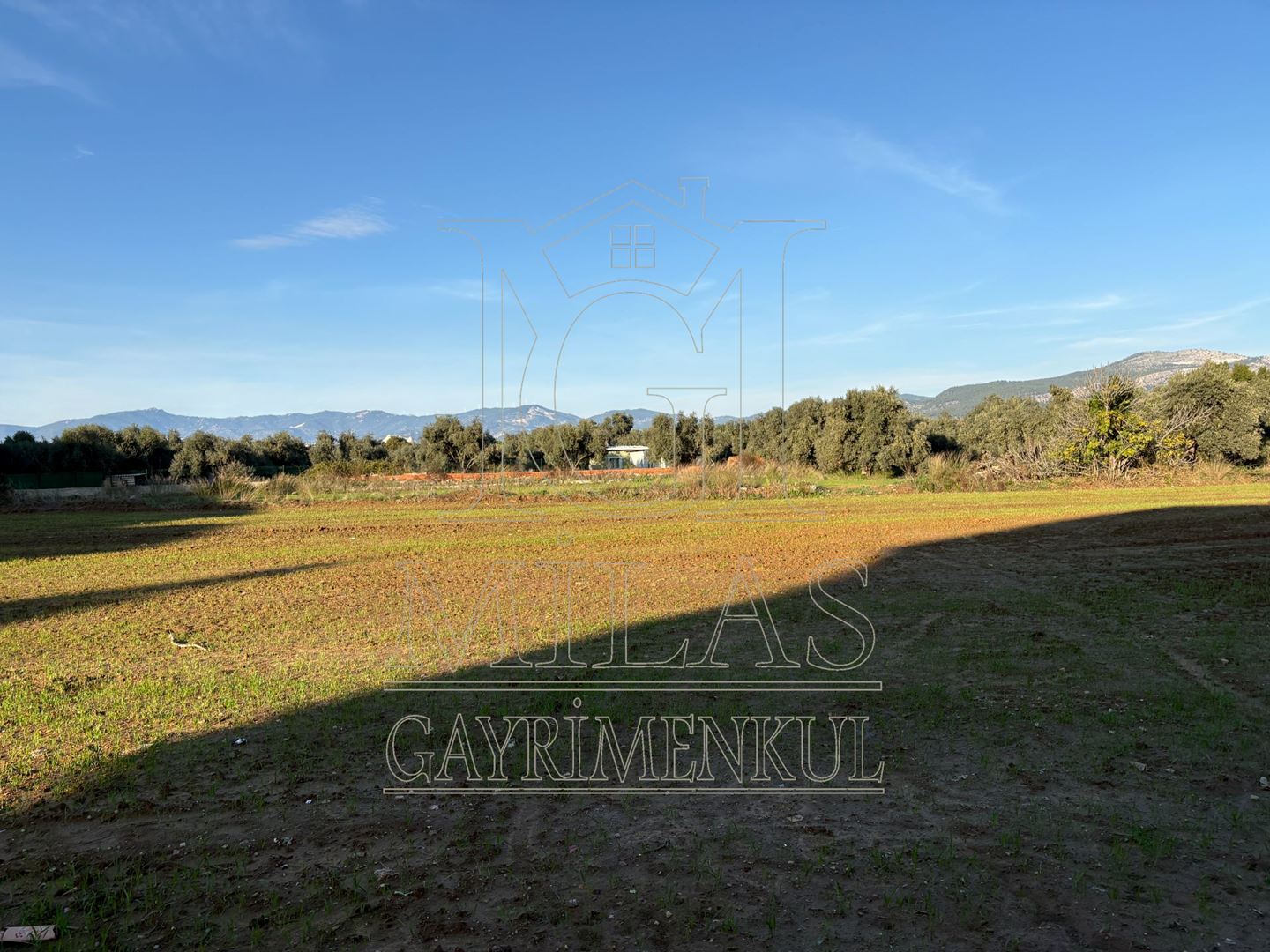 Milas Cumhuriyet Mahallesinde İmar Sınırına Bitişik 6366 M² AraziMuğla, Milas, Cumhuriyet - 19