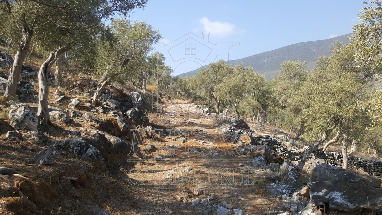 Milas Ovakışlacık'ta Ova Manzaralı Ulaşımı Kolay 84 Dönüm Satılık AraziMuğla, Milas, Ovakışlacık - 11