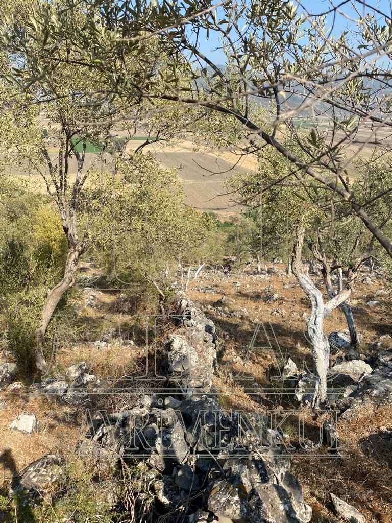 Milas Ovakışlacık'ta Ova Manzaralı Ulaşımı Kolay 84 Dönüm Satılık AraziMuğla, Milas, Ovakışlacık - 15