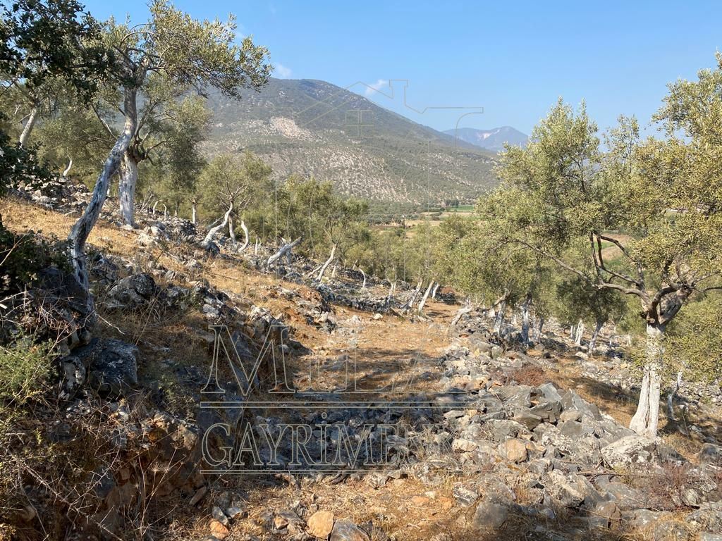Milas Ovakışlacık'ta Ova Manzaralı Ulaşımı Kolay 84 Dönüm Satılık AraziMuğla, Milas, Ovakışlacık - 16