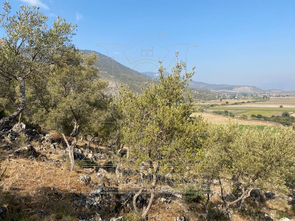 Milas Ovakışlacık'ta Ova Manzaralı Ulaşımı Kolay 84 Dönüm Satılık AraziMuğla, Milas, Ovakışlacık - 14