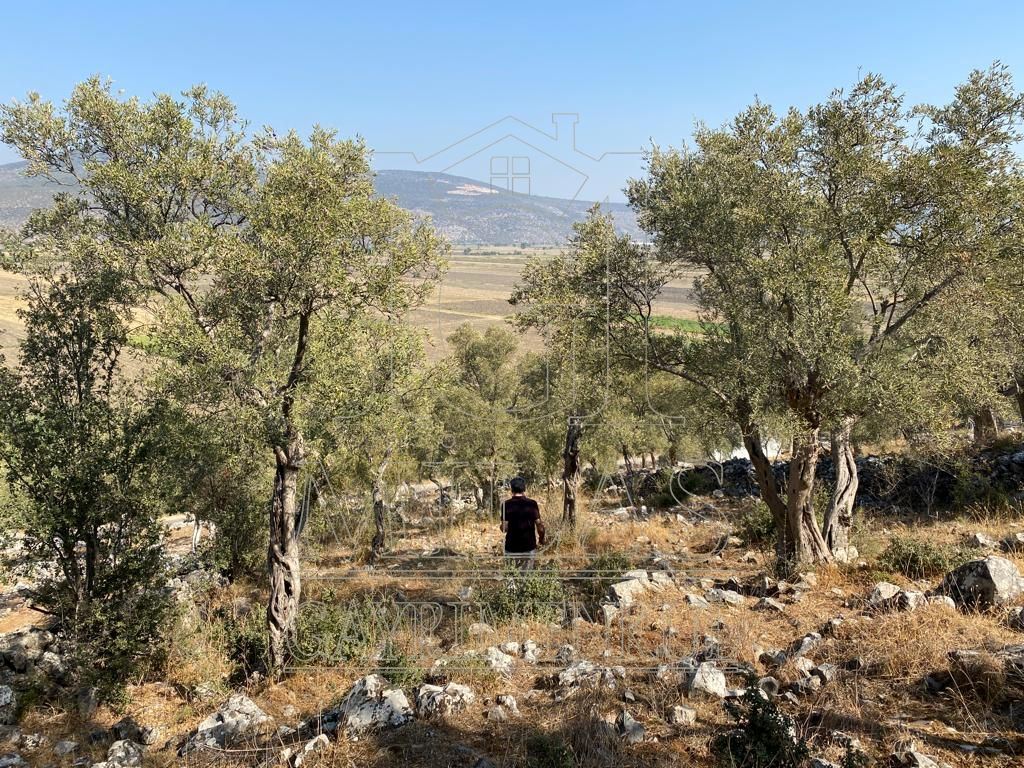 Milas Ovakışlacık'ta Ova Manzaralı Ulaşımı Kolay 84 Dönüm Satılık AraziMuğla, Milas, Ovakışlacık - 5