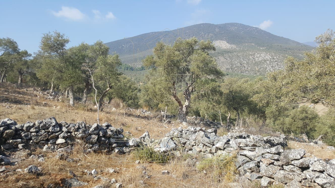 Milas Ovakışlacık'ta Ova Manzaralı Ulaşımı Kolay 84 Dönüm Satılık AraziMuğla, Milas, Ovakışlacık - 12