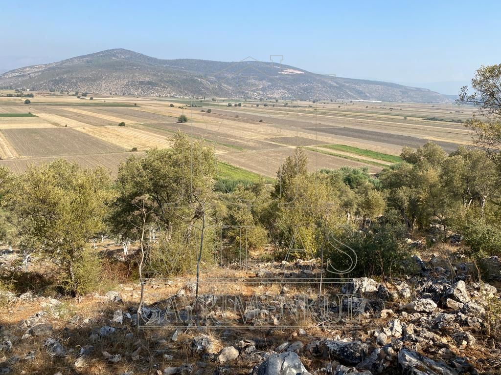 Milas Ovakışlacık'ta Ova Manzaralı Ulaşımı Kolay 84 Dönüm Satılık AraziMuğla, Milas, Ovakışlacık - 10