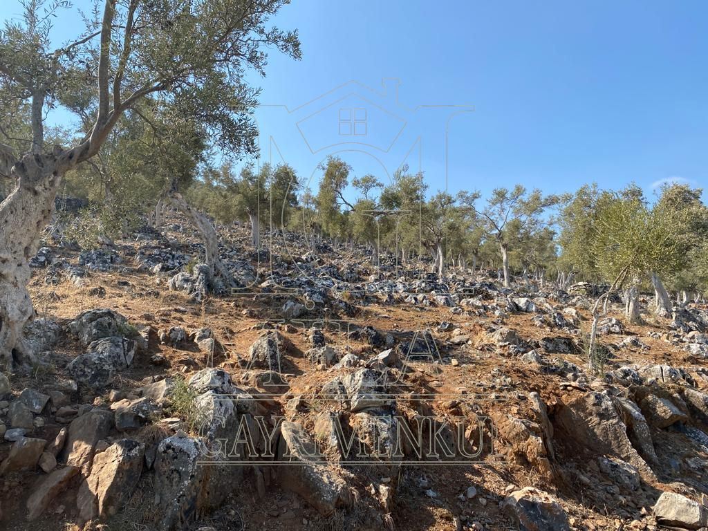 Milas Ovakışlacık'ta Ova Manzaralı Ulaşımı Kolay 84 Dönüm Satılık AraziMuğla, Milas, Ovakışlacık - 9