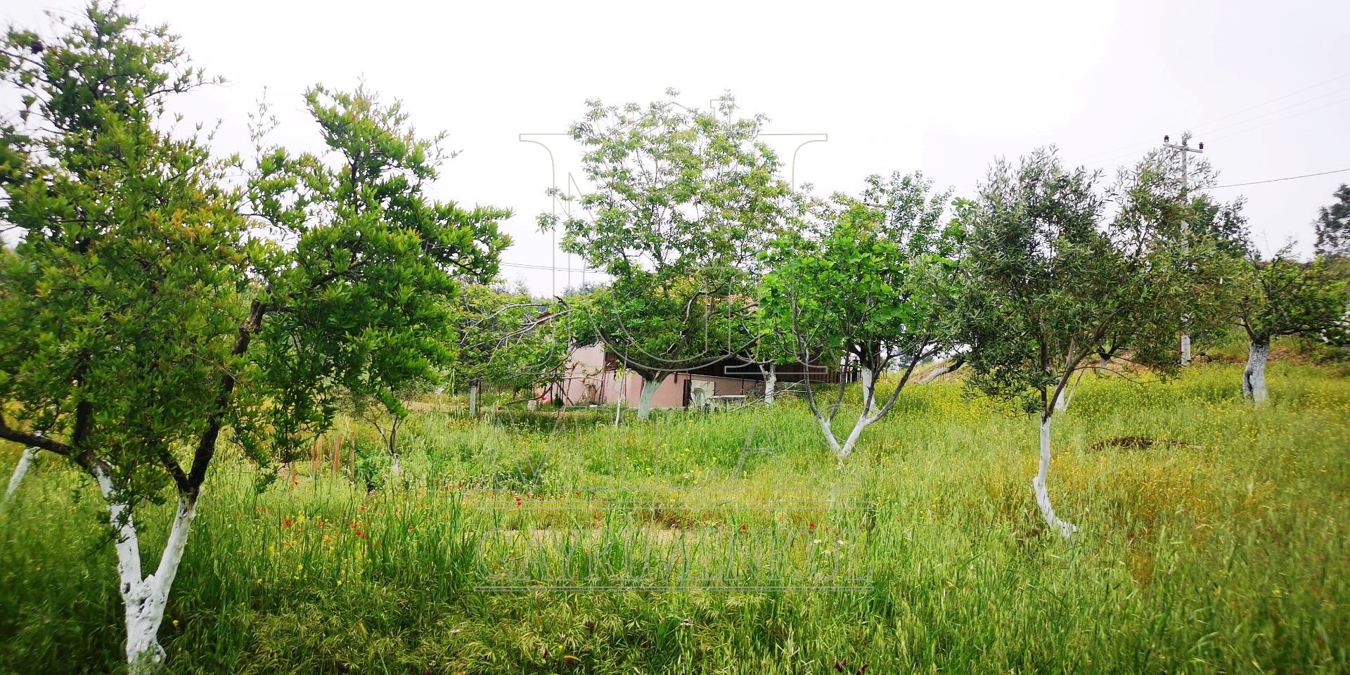 MİLAS ÖREN YOLUNA YAKIN DERE KENARI 14548M2 ÇİFTLİK EVİ VE ARAZİMuğla, Milas, Aslanyaka - 36