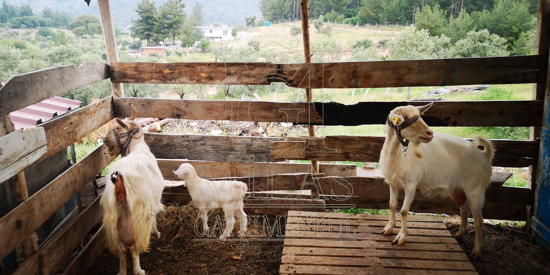 MİLAS ÖREN YOLUNA YAKIN DERE KENARI 14548M2 ÇİFTLİK EVİ VE ARAZİMuğla, Milas, Aslanyaka - 24