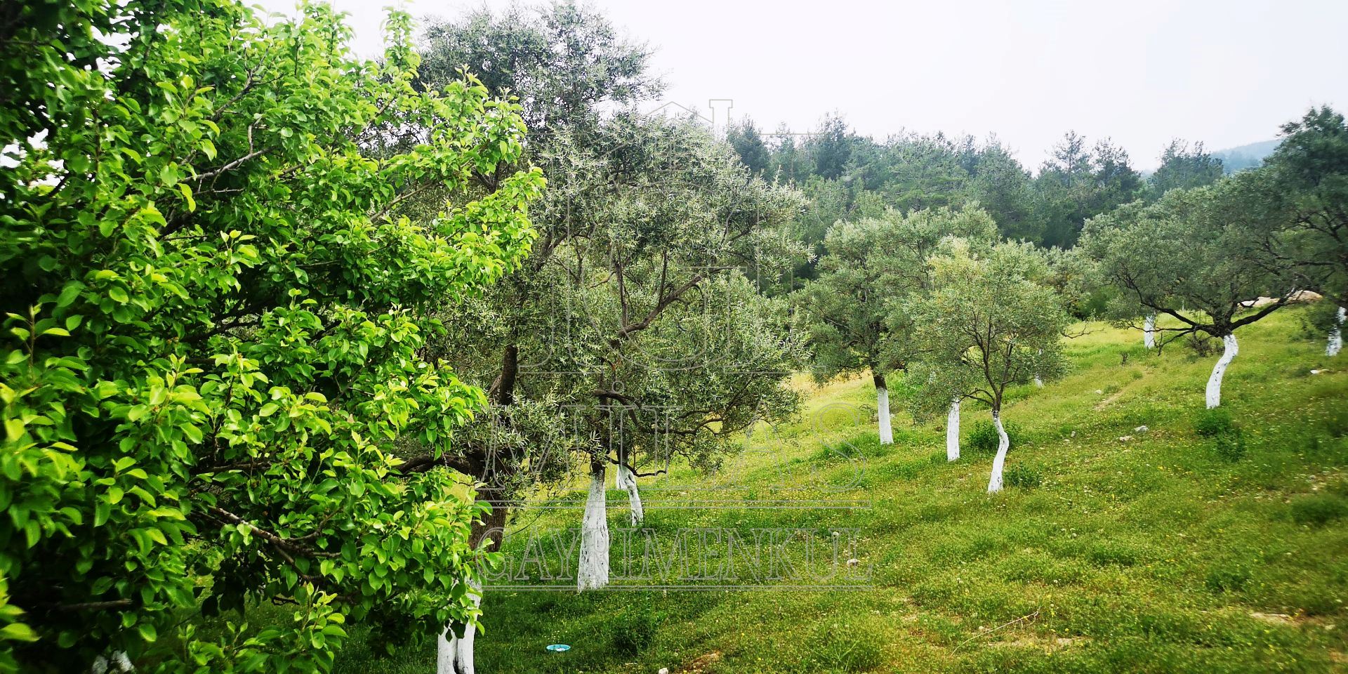 MİLAS ÖREN YOLUNA YAKIN DERE KENARI 14548M2 ÇİFTLİK EVİ VE ARAZİMuğla, Milas, Aslanyaka - 28