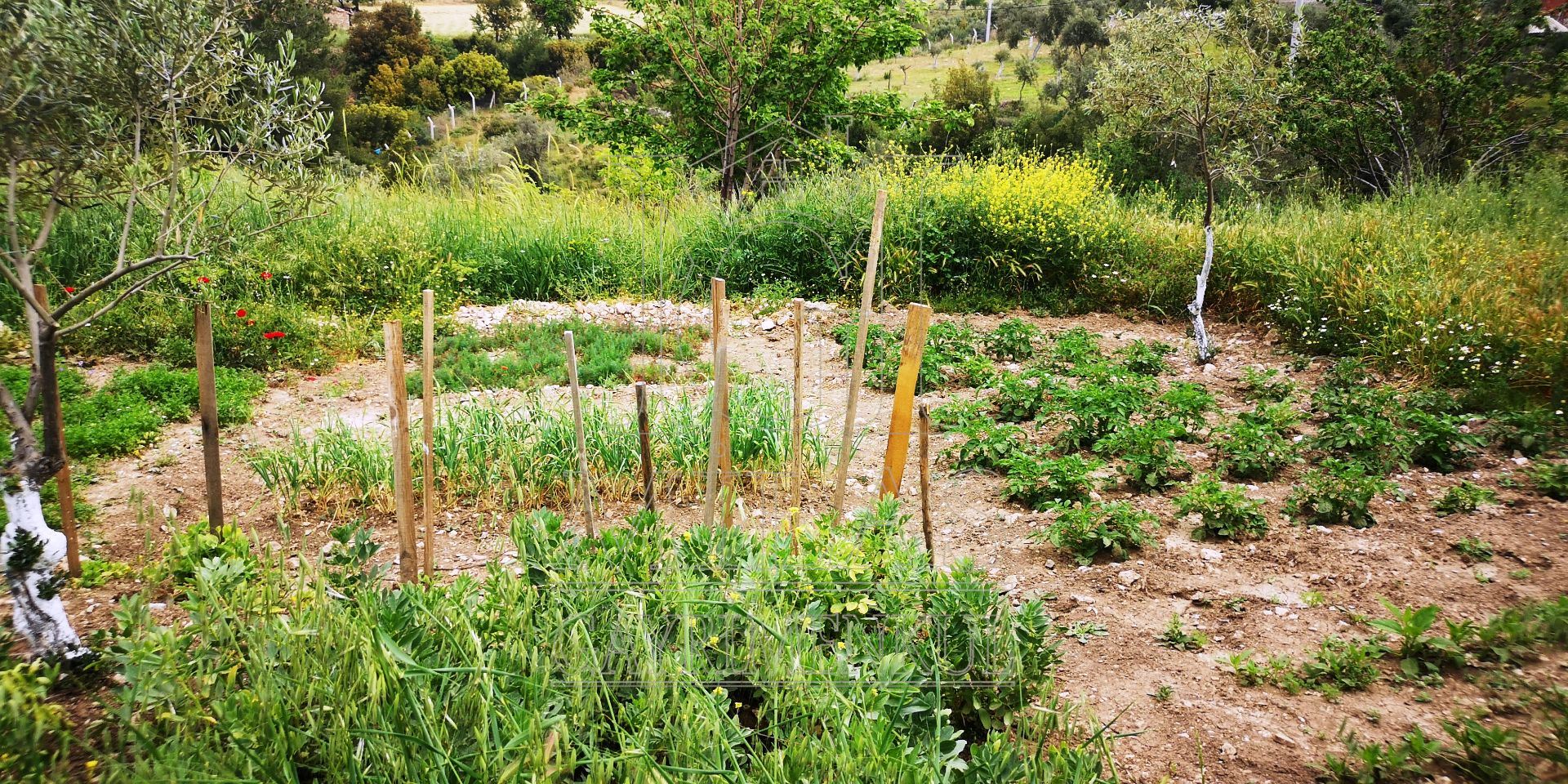 MİLAS ÖREN YOLUNA YAKIN DERE KENARI 14548M2 ÇİFTLİK EVİ VE ARAZİMuğla, Milas, Aslanyaka - 37