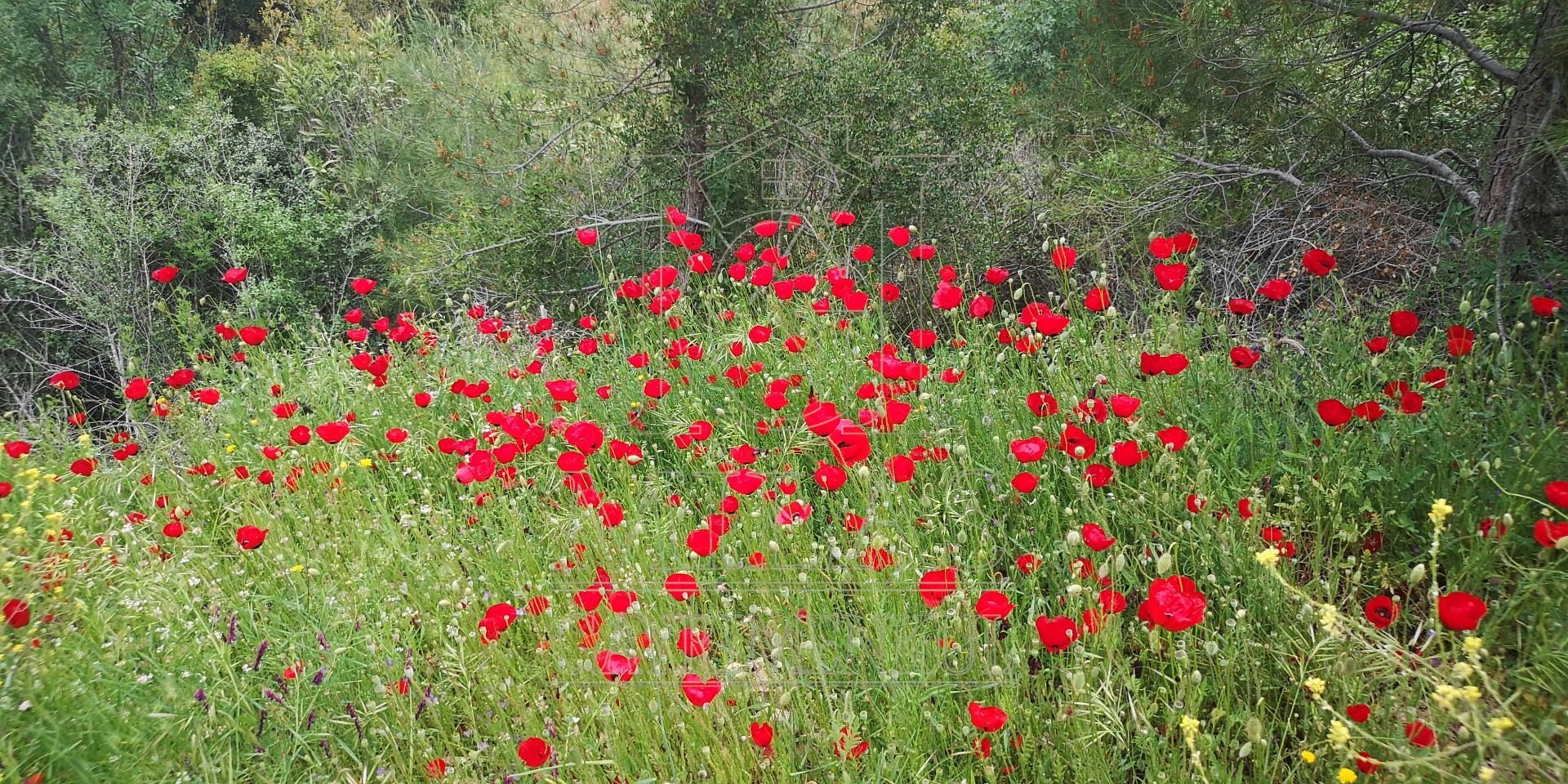 MİLAS ÖREN YOLUNA YAKIN DERE KENARI 14548M2 ÇİFTLİK EVİ VE ARAZİMuğla, Milas, Aslanyaka - 32