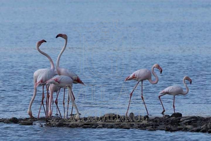 Boğaziçi Adabükünde Deniz Ve Göl Manzaralı 508 m² Satılık ArsaMuğla, Milas, Boğaziçi - 21