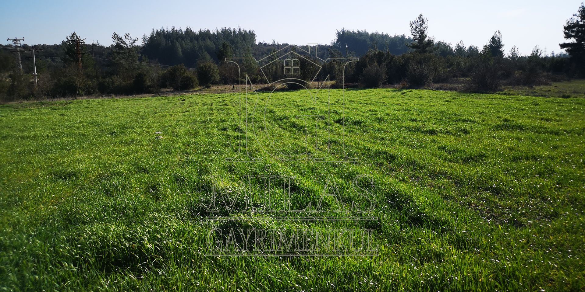 Milas Çamköy'de 35 Dönüm Satılık Çiftlik ArazisiMuğla, Milas, Çamköy - 18