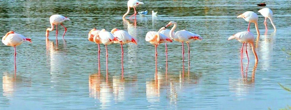 Milas Kemiklerde Doğayla İç İçe 794m² Satılık Konut İmarlı ArsaMuğla, Milas, Kemikler - 19