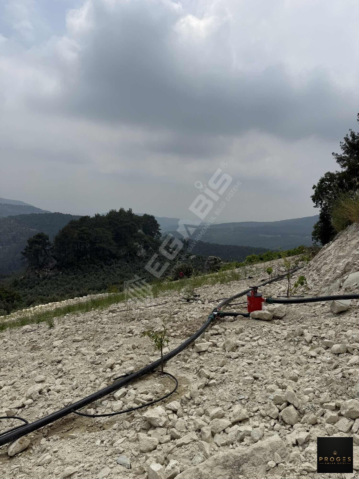 PROGESTEN KARAYAKUPTA 3 DÖNÜM ZEYTİNLİK
