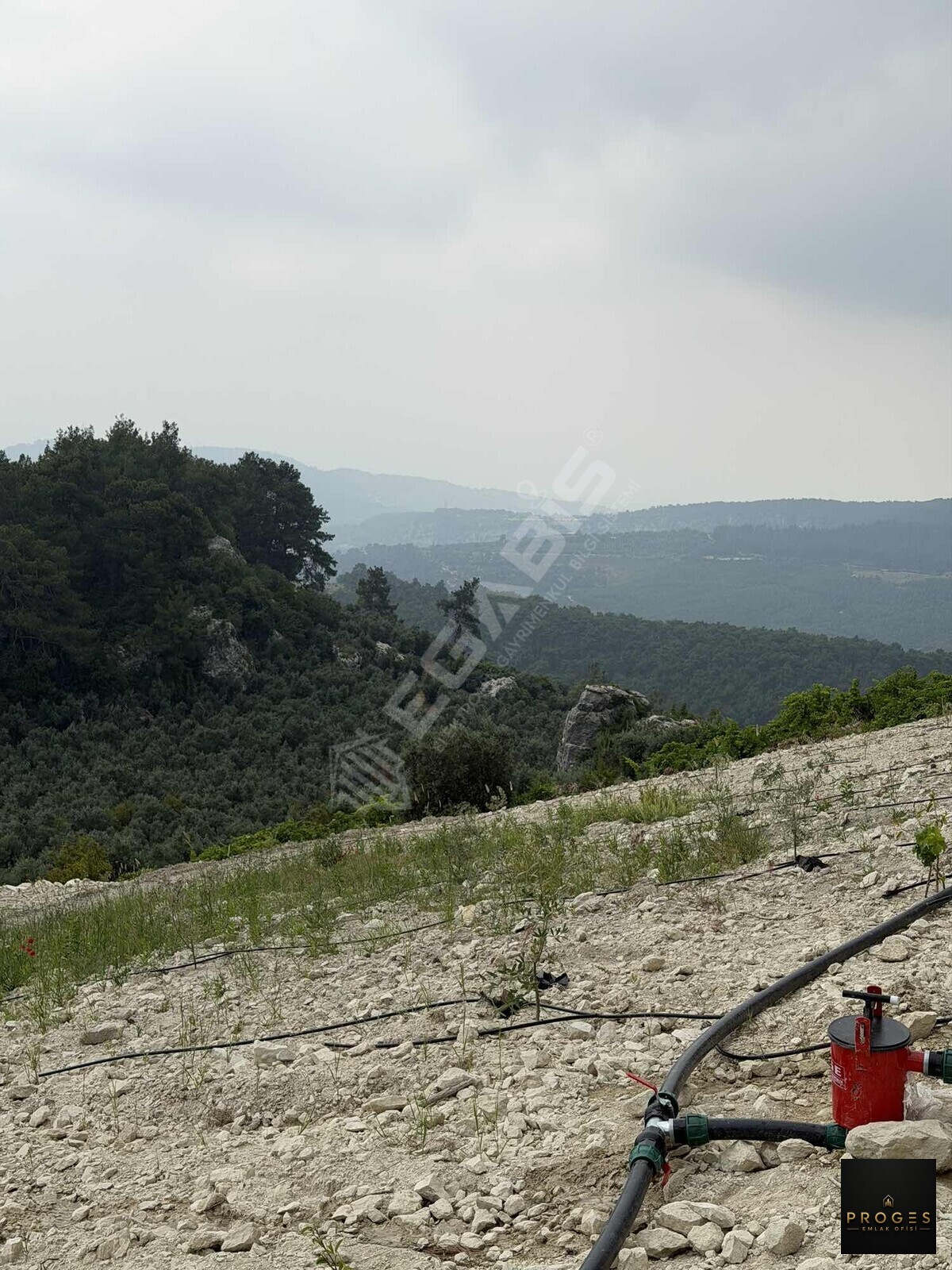 PROGESTEN KARAYAKUPTA 3 DÖNÜM ZEYTİNLİK - 4