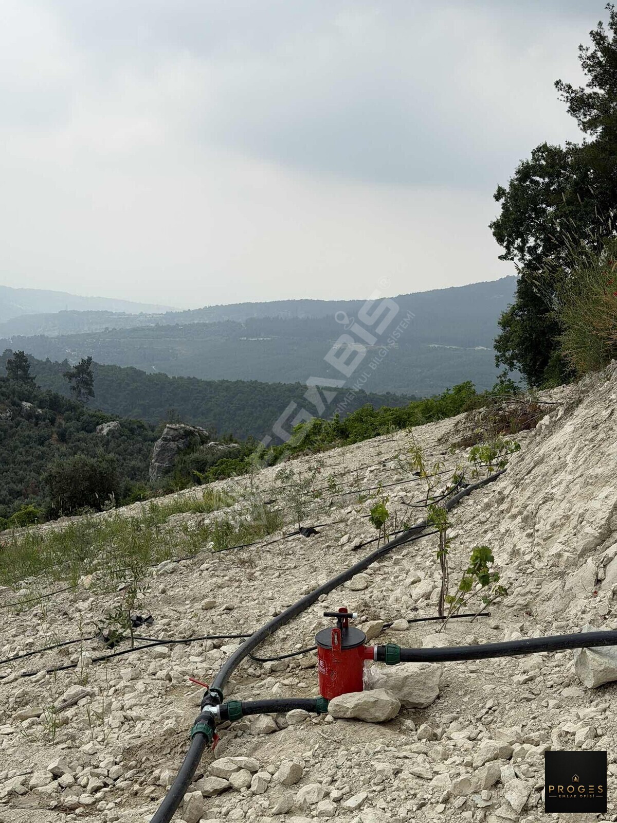 PROGESTEN KARAYAKUPTA 3 DÖNÜM ZEYTİNLİK - 5