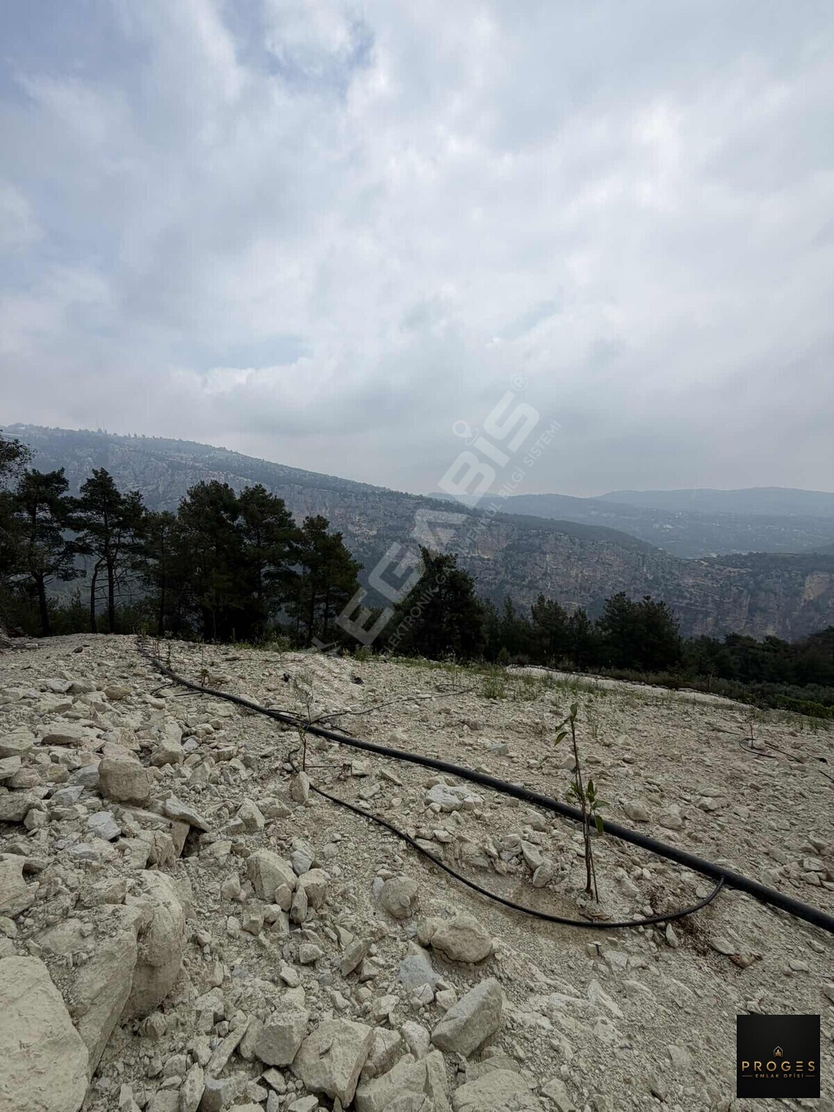 PROGESTEN KARAYAKUPTA 3 DÖNÜM ZEYTİNLİK - 14