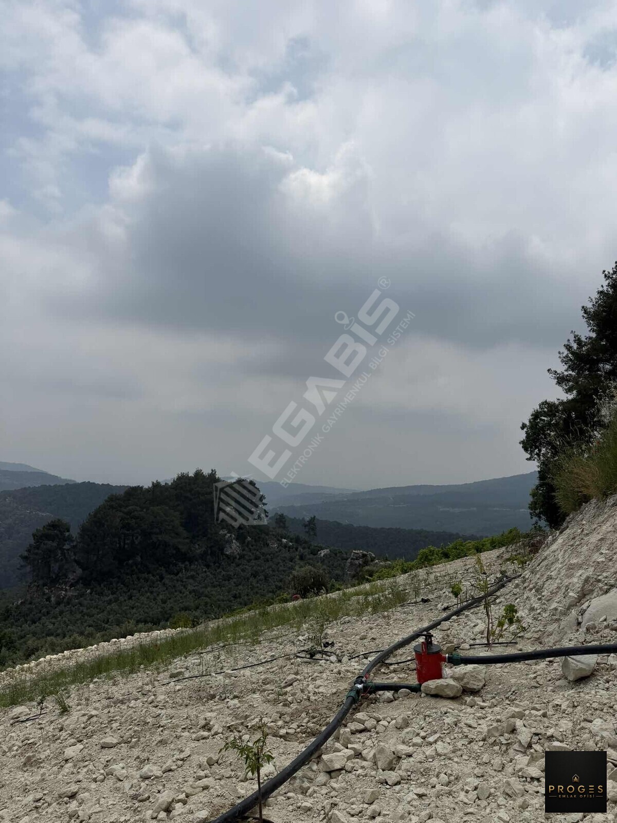 PROGESTEN KARAYAKUPTA 3 DÖNÜM ZEYTİNLİK - 2