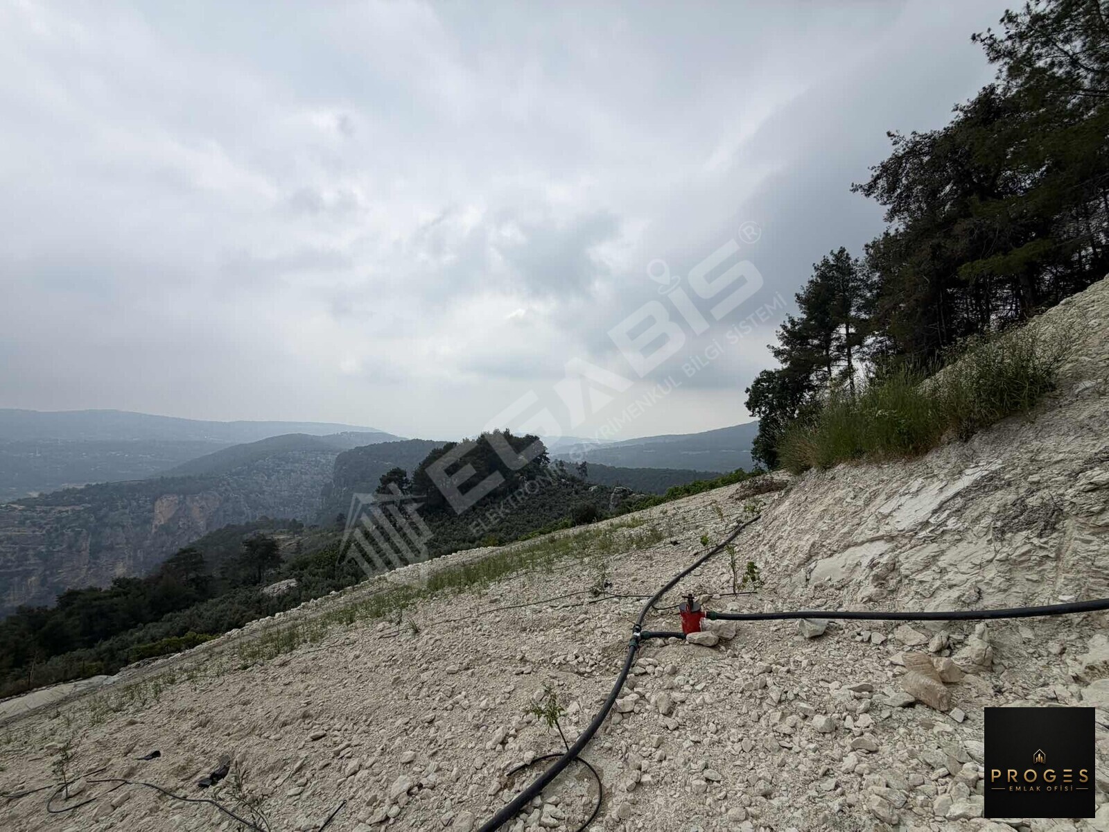 PROGESTEN KARAYAKUPTA 3 DÖNÜM ZEYTİNLİK - 10